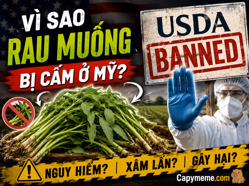 Cùng Capy Meme tìm hiểu vì sao rau muống bị cấm ở Mỹ
